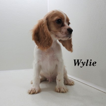 puppy, for, sale, Cockilear, Joe & Cherri  Overlease, dog, breeder, Miller, MO, dog-breeder, puppy-for-sale, forsale, nearby, find, puppyfind, locator, puppylocator, aca